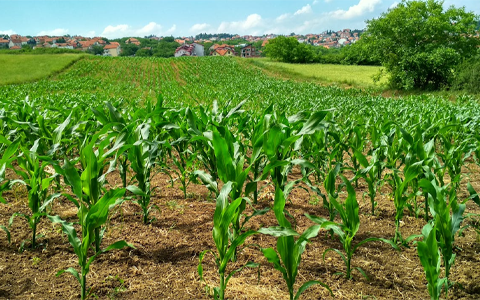 Irrigation And Drainage